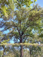Quercus runcinatifolia