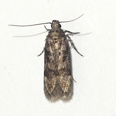 Gelechiinae