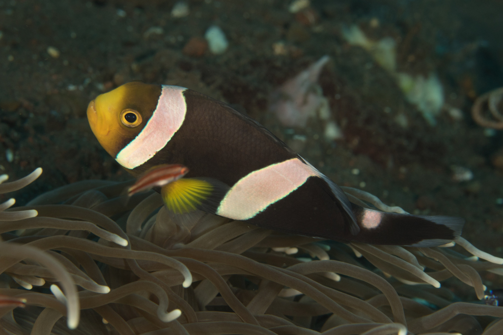 Poisson-clown à selle (Amphiprion polymnus)