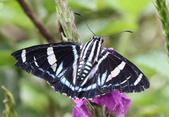 Jemadia