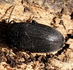 Penthe pimelia