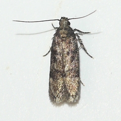 Gelechiinae
