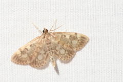 Anania tertialis
