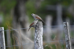 Agelaioides badius