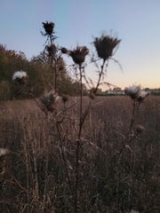 Cirsium discolor