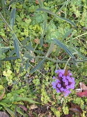 Verbena bonariensis