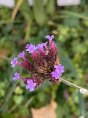 Verbena bonariensis