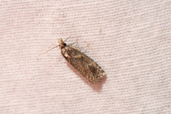 Phtheochroa