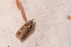 Phtheochroa