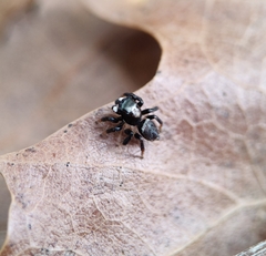 Maratus