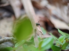 Maratus