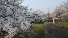 Prunus × yedoensis