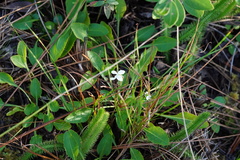 Viola lanceolata