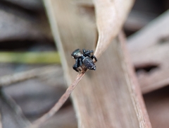 Maratus