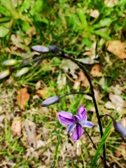 Arthropodium strictum