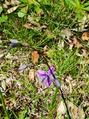 Arthropodium strictum