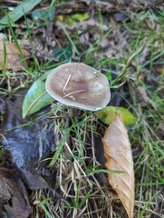 Melanoleuca melaleuca