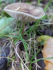 Melanoleuca melaleuca