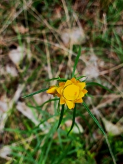 Xerochrysum viscosum