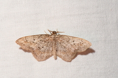 Hypagyrtis piniata