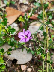 Thysanotus tuberosus tuberosus