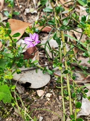 Thysanotus tuberosus tuberosus