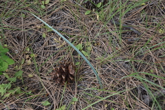 Calochortus macrocarpus macrocarpus