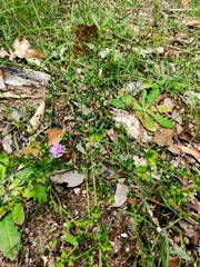 Thysanotus tuberosus tuberosus
