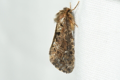 Korscheltellus gracilis