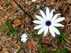 Dimorphotheca ecklonis