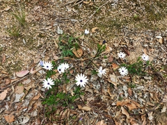 Dimorphotheca ecklonis