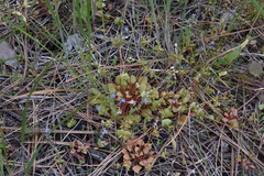 Claytonia rubra rubra