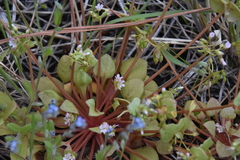 Claytonia rubra rubra