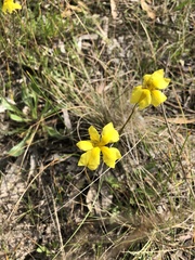 Goodenia pinnatifida