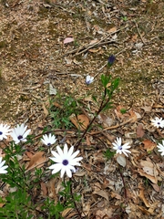 Dimorphotheca ecklonis