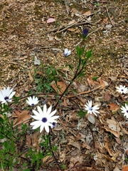 Dimorphotheca ecklonis