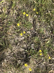 Goodenia pinnatifida