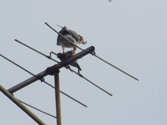 Falco peregrinus