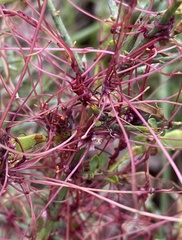 Cuscuta epithymum