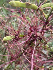Cuscuta epithymum