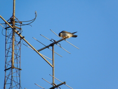 Falco peregrinus
