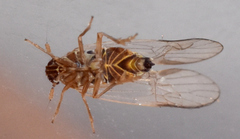 Muellerianella laminalis