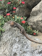 Gallotia stehlini