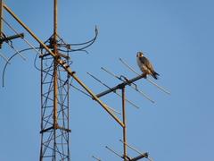 Falco peregrinus