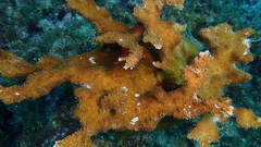 Acropora palmata
