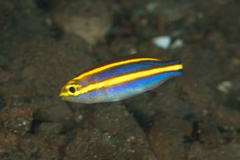Pentapodus emeryii