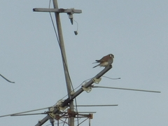 Falco sparverius
