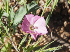Convolvulus chilensis