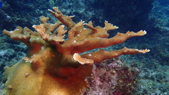 Acropora palmata
