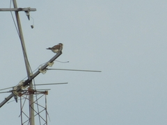 Falco sparverius